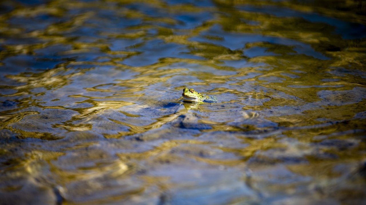 Tarihe içerisinde bulundurduğu limanıyla da damga vuran kent, kuşlara ve sürüngenlere de ev sahipliği yapıyor. 