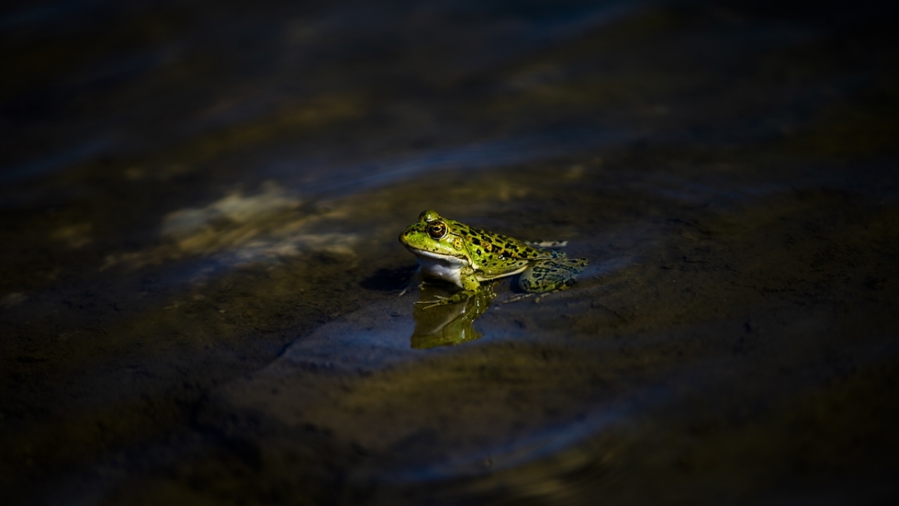 Antik kentin içerisindeki sütunlu yolda yer alan sulak alanda barınan ova kurbağaları, renkleriyle yerli ve yabancı turistlerin ilgisini çekiyor. 