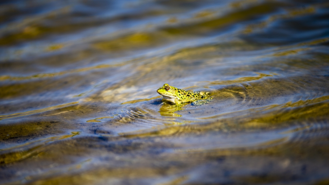Bölgedeki kurbağalar, yeşil ve gri tonlarıyla dikkatleri üzerine çekiyor.