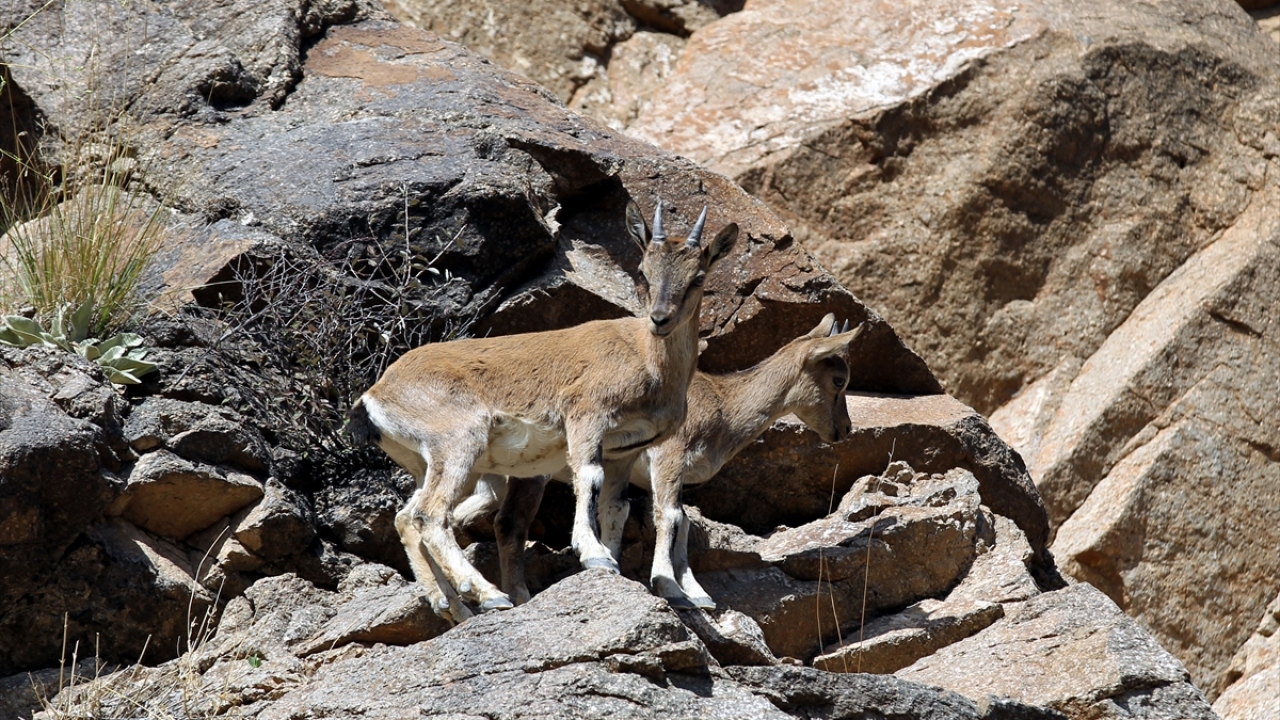 Karadeniz ikliminin hakim olduğu ilçede görüntülenen keçiler, bir süre sonra gözden kayboldu.