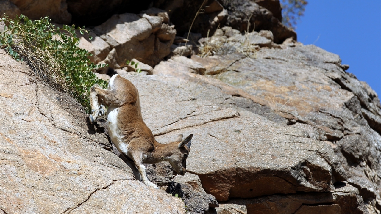 Doğasever Hakan Selçuk, yaptığı açıklamada, dağ keçilerinin avlanmasının yasak olduğunu, böyle bir güzelliği görmenin ayrıca mutluluğunu yaşadığını belirtti.