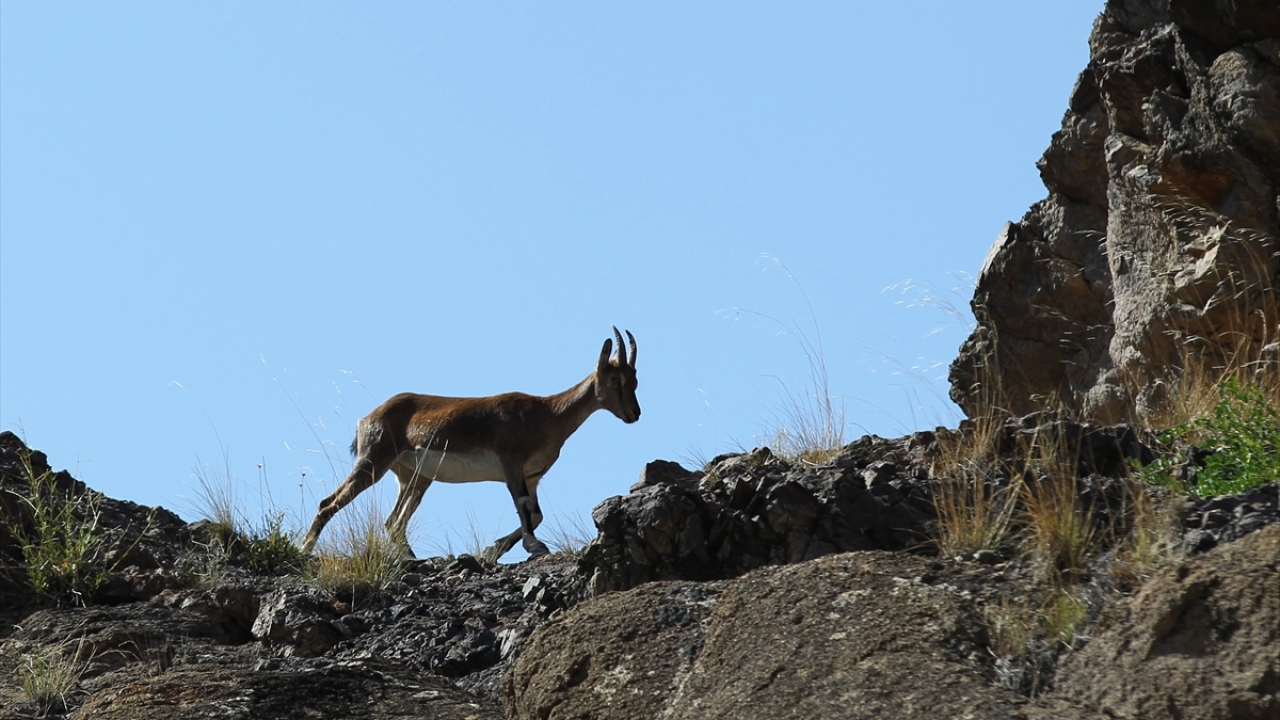 Sürü halindeki dağ keçileri, Ormanağzı Mahallesi`ndeki Erzurum-Artvin kara yolu kenarında beslenirken görüntülendi.