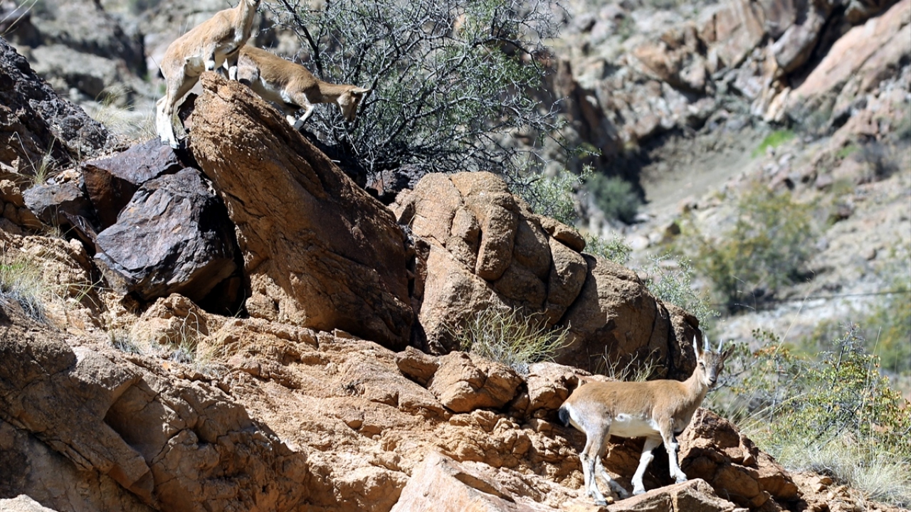 Erzurum Büyükşehir Belediyesi tanıtım görevlisi Canan Şimşek de görev için geldikleri ilçede dağ keçileriyle karşılaşmaktan dolayı hem şaşkınlık yaşadığını hem de mutlu olduğunu söyledi.