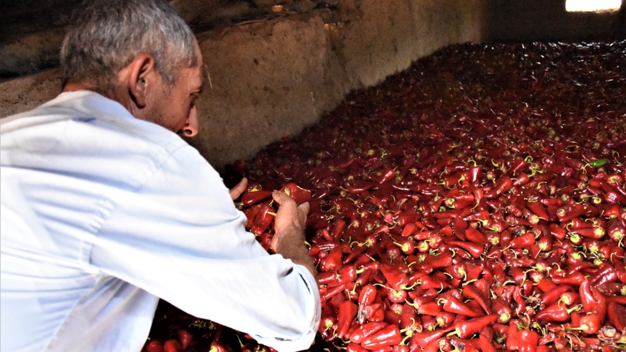 Biberler, sonbaharda yapılan kurutma işleminin ardından değirmenlere götürülerek öğütülüp kırmızı toz bibere dönüştürülüyor.