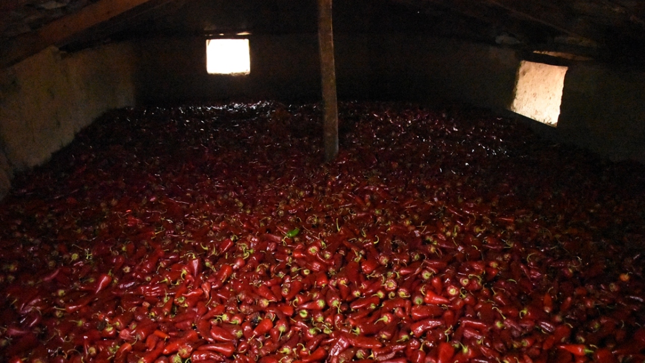 Tarladan özenle toplanan biberler, köylünün ortak kullanım alanı olan iki katlı kerpiç yapıya getirilerek alt katta yakılan sobalar yardımıyla kurutuluyor.
