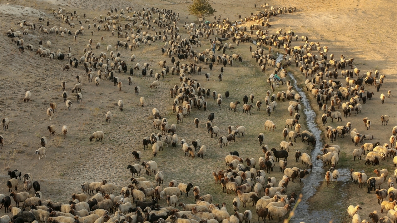 Tozlu arazilerde, zorlu bir yolculuk gerçekleştiren göçerlerin en büyük yardımcıları ise at ve eşekleri oluyor.