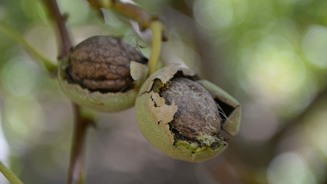 Hasadın devam ettiği Çağlayancerit ilçesinde ağaçtan toplanan cevizlerin bir kısmı yaş satılırken, bir kısmı da kabuklarından ayrılıyor ve ardından kuruması için gölge alanlara seriliyor.