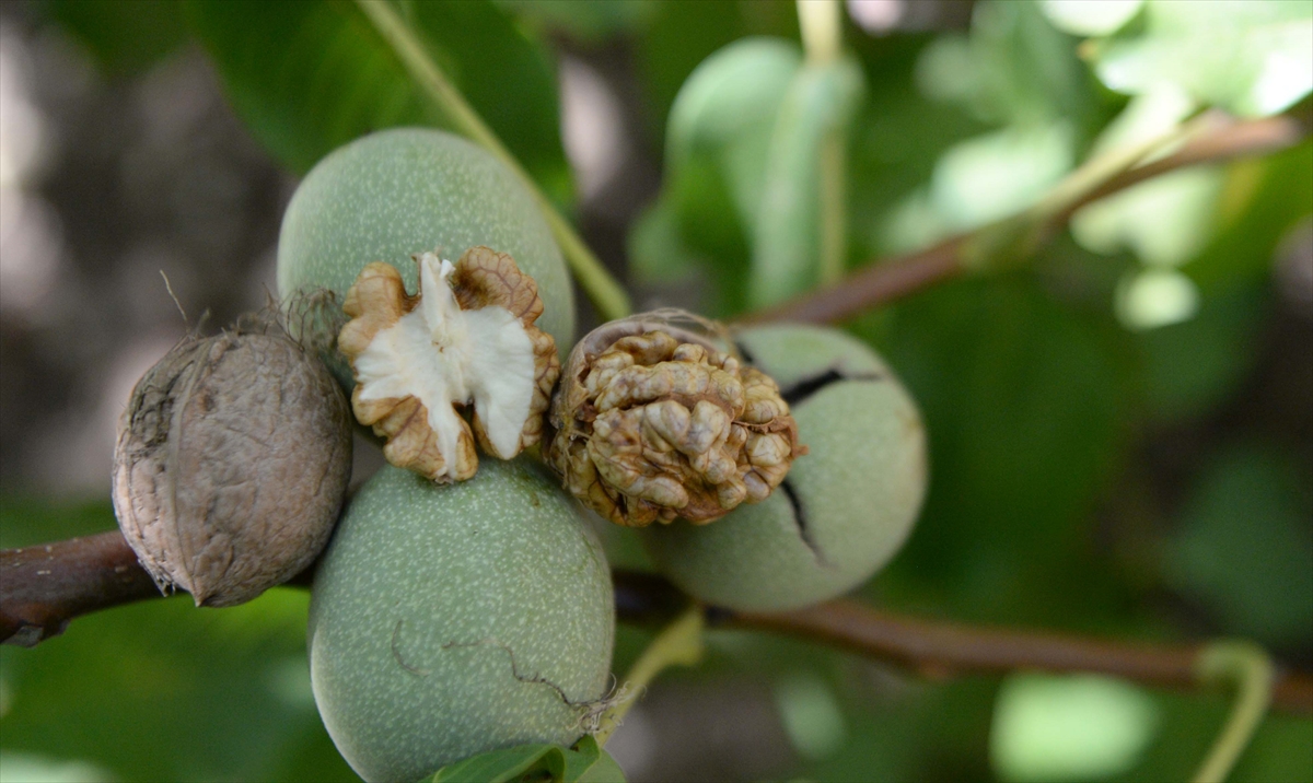 Cevizler, 1 haftalık kurutma süresinden sonra satışa hazır hale getiriliyor.
