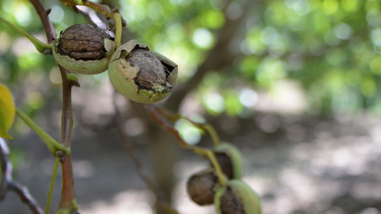 Dağlık yapıya sahip ilçede kayıtlı 30 bin dekar alanda ceviz yetiştiriciliği yapılıyor. 