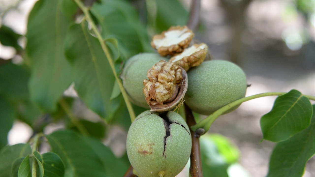 Çağlayancerit cevizi, daha dalından indirilmeden alıcı buluyor.