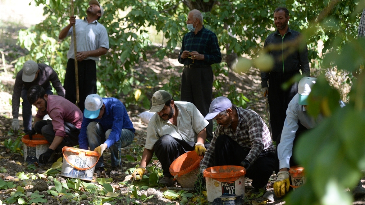 Geçen yıl yaklaşık 7 bin 500 ton ürün aldıklarını anlatan Barak, şöyle konuştu: