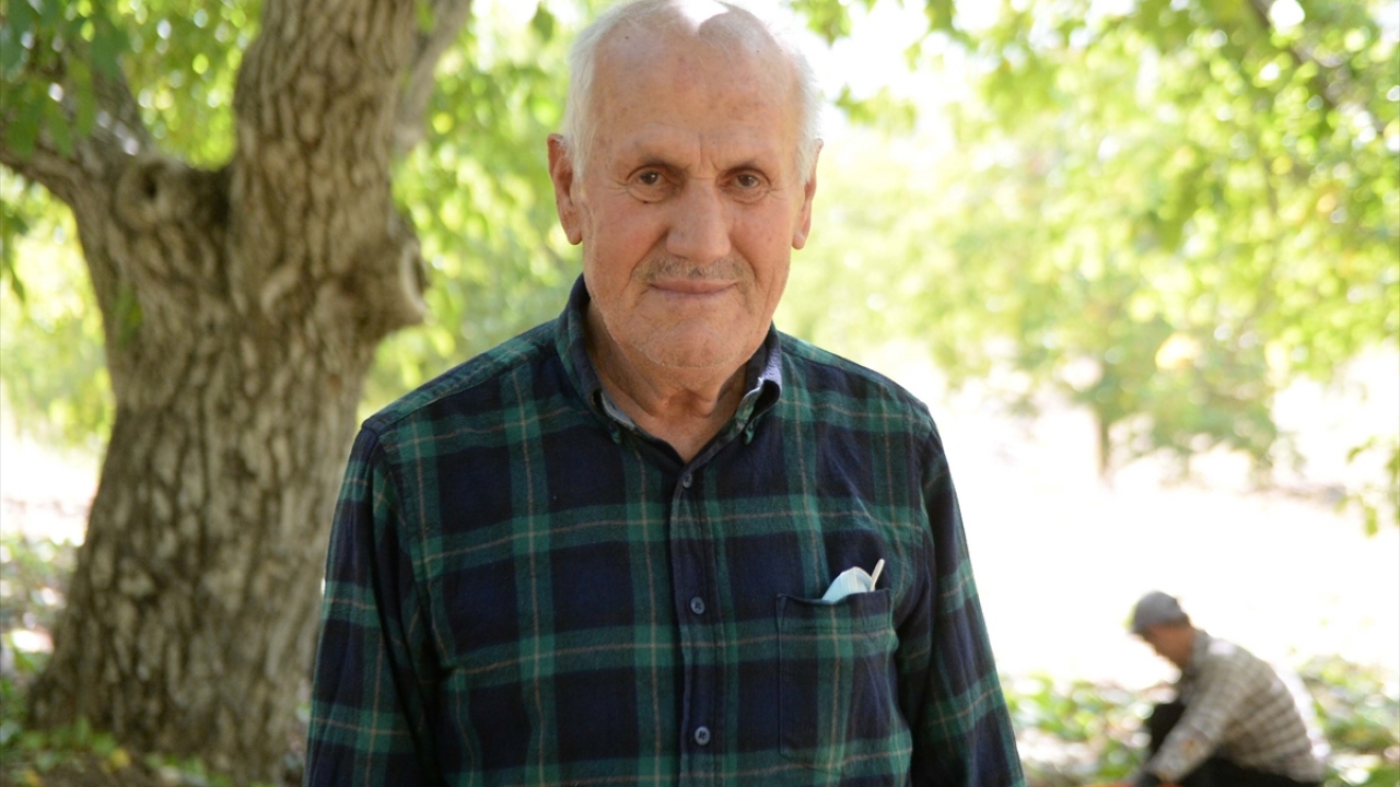 Üreticilerden 78 yaşındaki Hasan Emek ise bu yılki ceviz veriminin iyi olduğunu belirterek, kilogramının 30 ile 35 liradan, tane olarak da 40 ile 50 kuruş arasında satıldığını söyledi. 