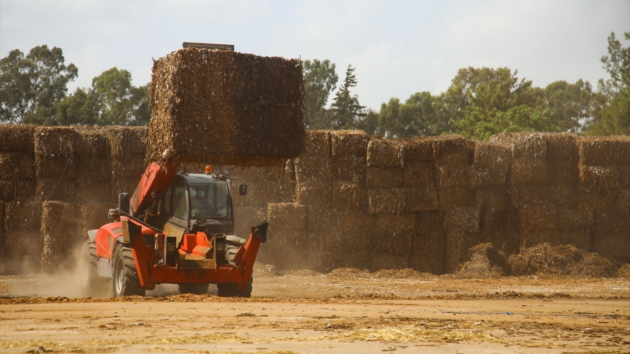 İşletmelerinden çıkan pamuk saplarını kimsenin almaması ve atacak yer bulamaması üzerine araştırma yapmaya başladığını ifade eden Milli, bunların enerjiye dönüştürüleceğini öğrenmesi üzerine 2015 yılında biyokütle enerji tesisini kurduğunu söyledi.