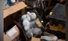 Çin'de 4 bin evcil hayvan ölü bulundu