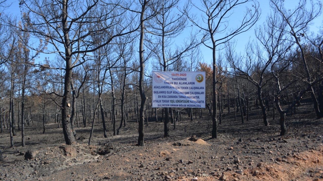 Ayvalık Adaları Tabiat Parkı içerisinde kalan bölgede ağaç dikimi yapılması, diğer bölgelerde ise toprağın bol miktarda tohumlanıp kendi haline bırakılarak çalışmaların tamamlanması hedefleniyor.
