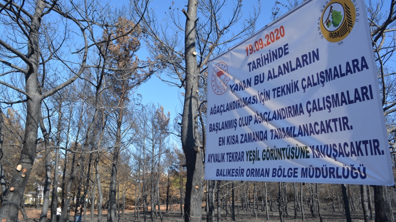 Kızılçam ile donatılması planlanan yanan ormanlık alanların yol kenarlarında ise toprak yapısına uygun selvi, sedir ve kavak ağacı fidanları dikilecek.