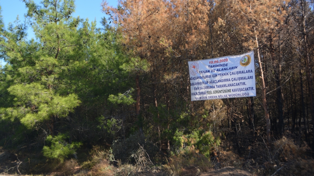 Yanan yerlerde yapılacak çalışmalarla, zarar gören ağaçların belirlenerek mühürleneceği, ardından dikim çalışmalarının yapılacağı öğrenildi.