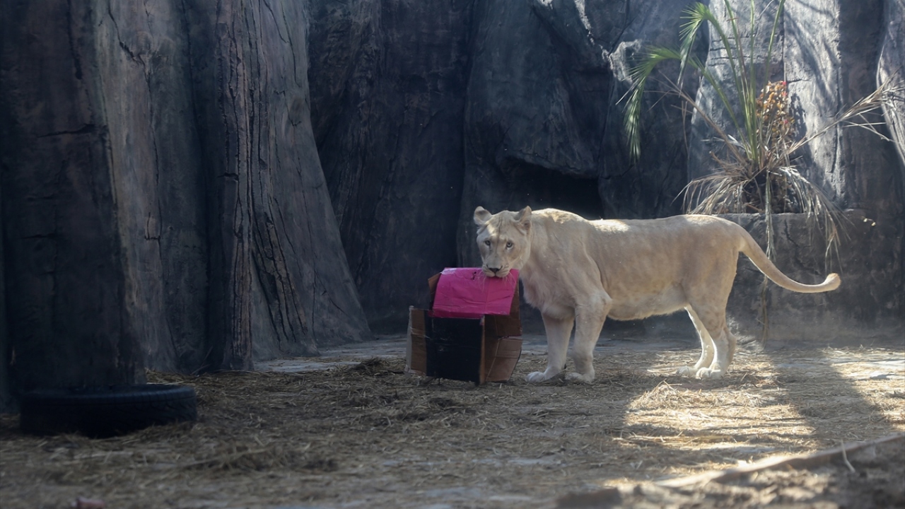 Bu şartlar yerine getirildiğinde hayvanların mutlu olduğunu ve yavru dünyaya getirebildiğini belirten Aydın,