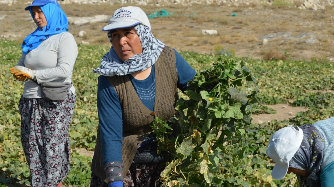 Turşuluk salatalık üreticisi Hidayet Mesci, getirisinin iyi olması nedeniyle iki yıldır kornişon yetiştirdiğini söyledi.