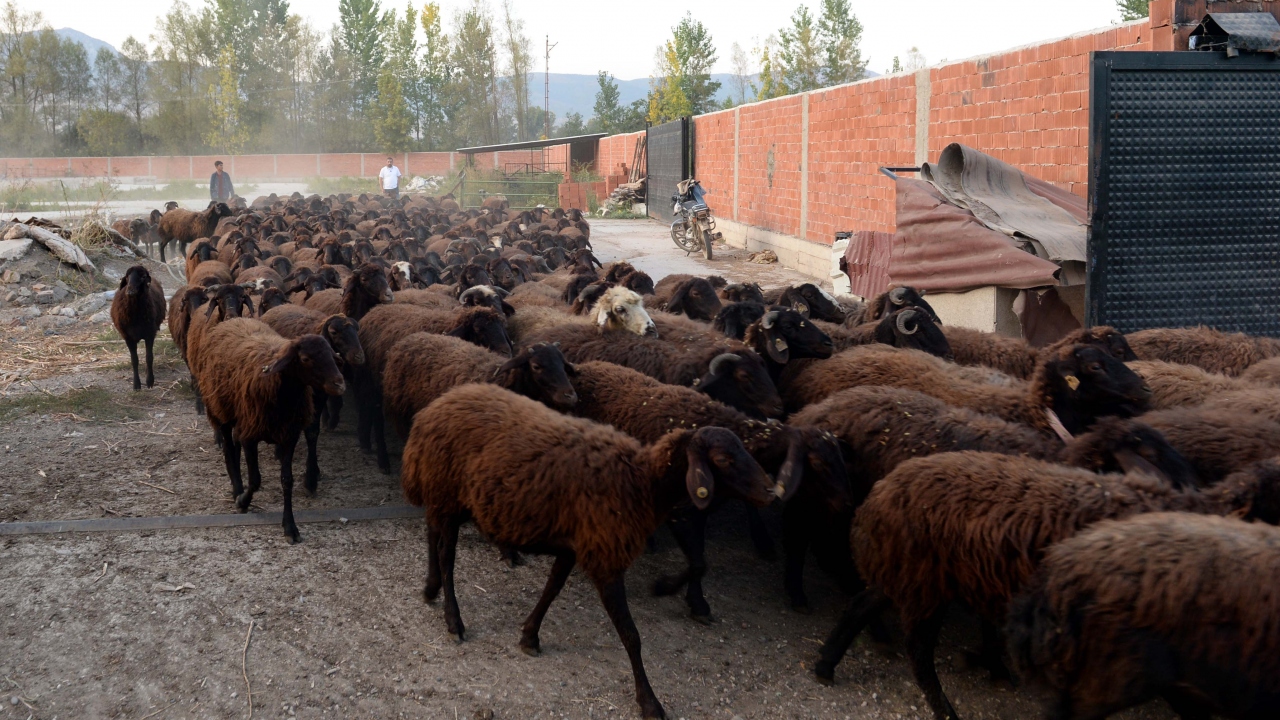 Yürür, küçükbaş hayvancılığa başlamasına kendisini arkadaşlarının ikna ettiğini anlatarak,