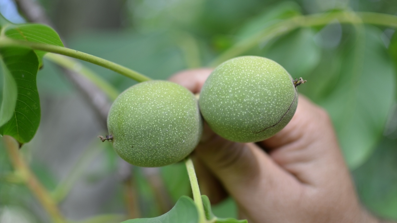 Hantal, 2016`da il dışına 10 bin fidan satılırken, 2017`de 20 bin, 2018`de 40 bin fidan gönderildiğini belirterek, 