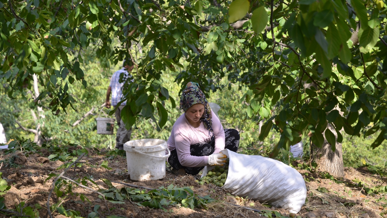 Oğuzlar`da her yıl on binlerce yeni ceviz fidanı yetiştirilip Türkiye`nin her yerine gönderildiğini dile getiren Hantal, şöyle devam etti: