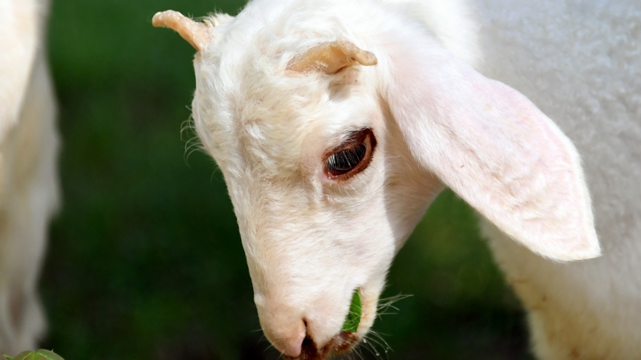 Adrese giden ekipler, hayvan sahibinin isteği üzerine hasta kuzuyu teslim alarak Tarsus Doğa Parkı`na getirdi.