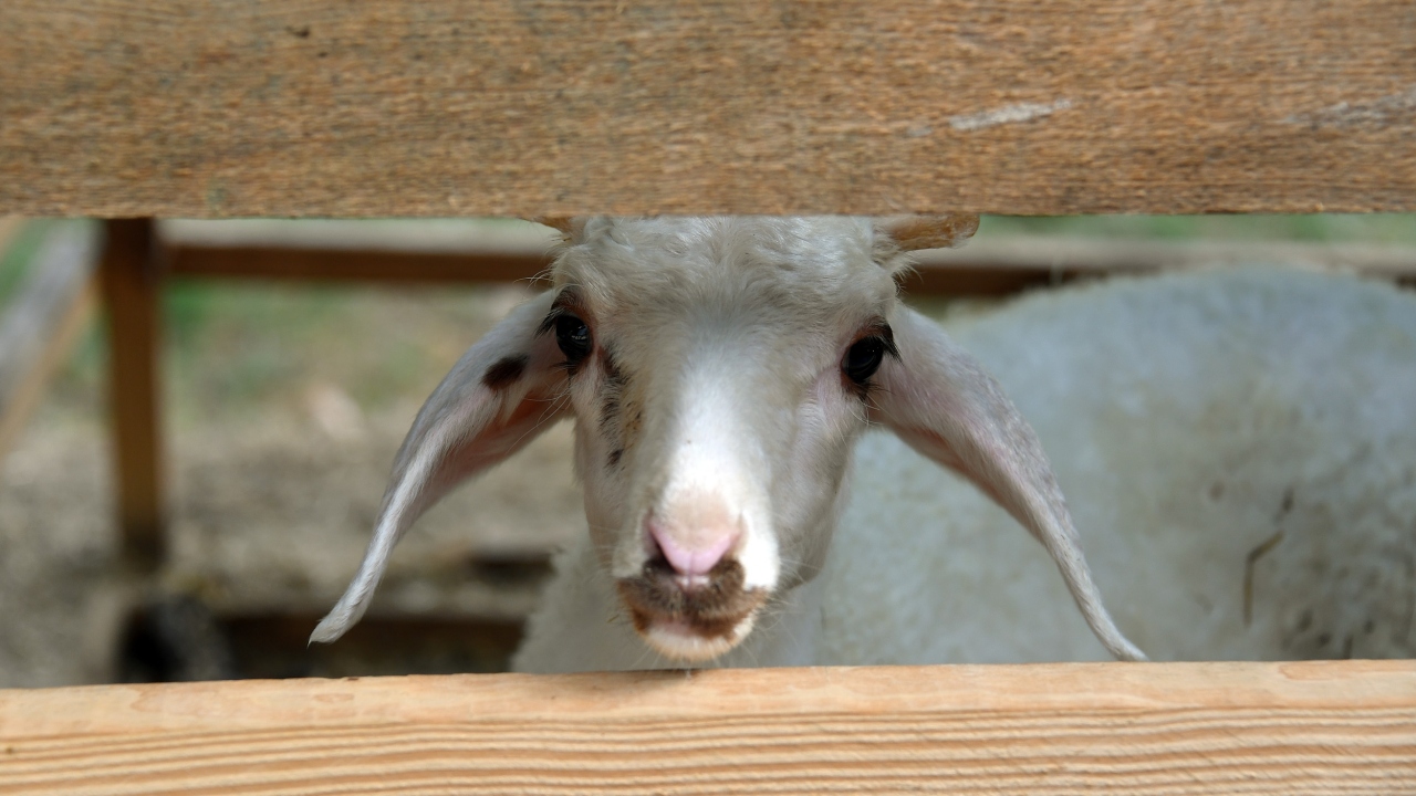 Açıklamada görüşlerine yer verilen Veteriner Hekim Celal Çevirgenoğlu, müdahalelerin ardından kuzunun hayata tutunduğunu belirtti. 
