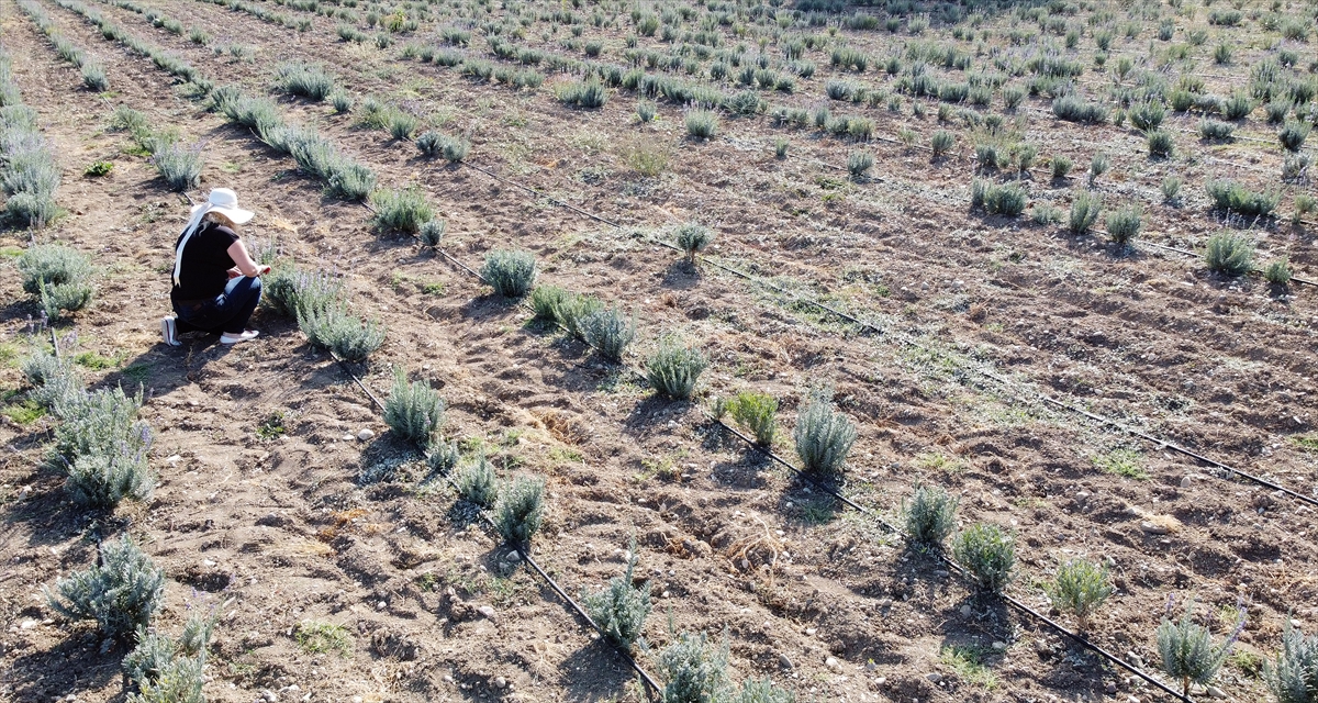 Dünyada "en iyi korunan ilk 20 kent" arasında yer alan tarihi evleriyle ünlü Safranbolu`daki tarlalarda yetiştirilen lavanta bitkisi, güzel görüntüsü ve hoş kokusuyla insanları adeta kendisine çekiyor. 