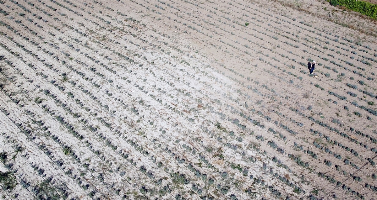 Gıdadan kozmetiğe birçok alanda kullanılan, görüntüsü ve kokusunun yanı sıra şifalı özellikleriyle de bilinen lavantanın ekim alanlarına gelen ziyaretçiler, mis kokuları eşliğinde gezmenin tadını çıkarıyor.