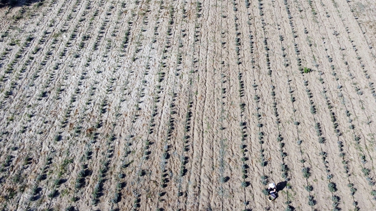 Lavantanın insana huzur veren görüntüsünü ve dinlendirici kokusunu yerinde yaşamak için tarihi ilçeye gelenler, tarlalarda çektikleri fotoğrafları sosyal medya hesaplarından paylaşıyor.