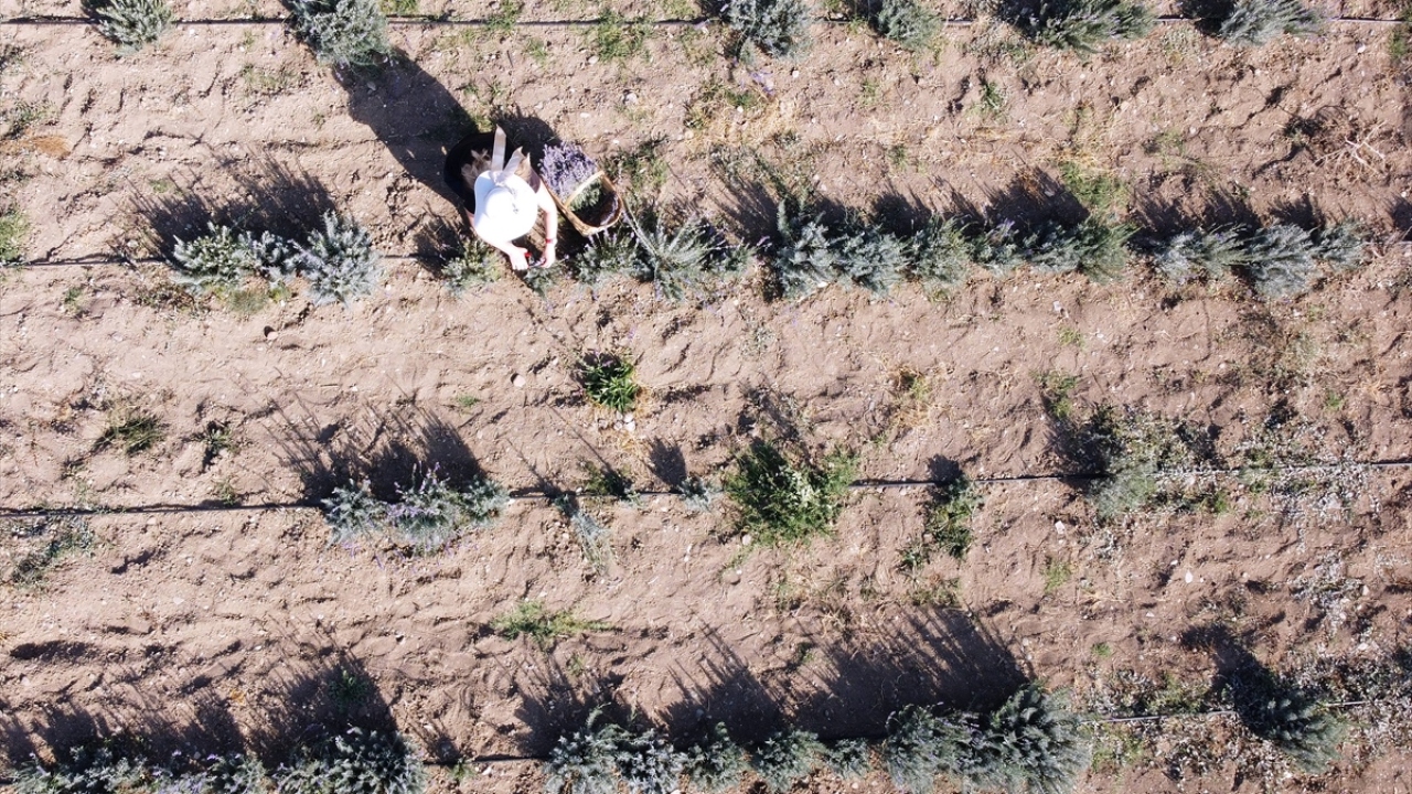 Yılda yaklaşık 1 milyon 300 bin yerli ve yabancı turiste ev sahipliği yapan, 3 bin yıllık eserleri bugüne taşımayı başaran Osmanlı kentindeki tarlalarda görsel şölen sunan lavanta, fotoğraf tutkunları ve doğaseverlerden ilgi görüyor.