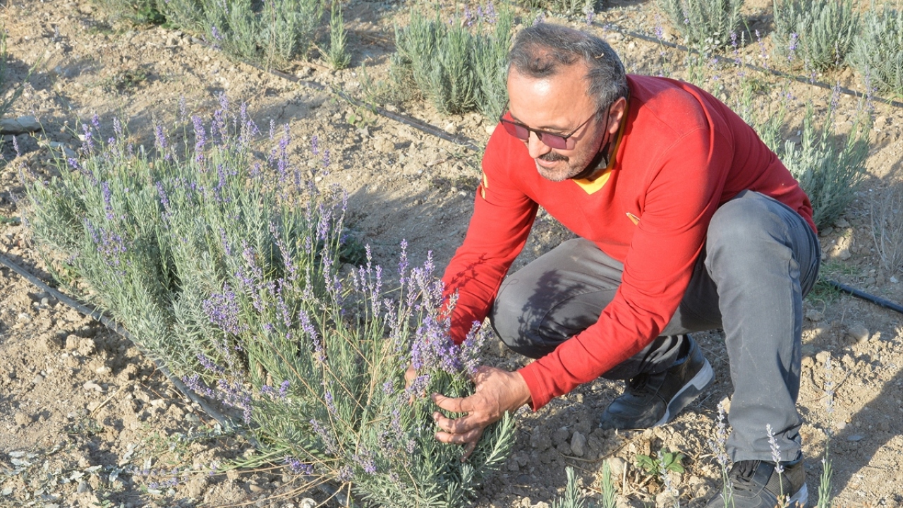 Çevrikköprü bölgesindeki tarlasında lavanta yetiştiren Fazıl Çelikkaya, ailece bu işle uğraştıklarını söyledi.