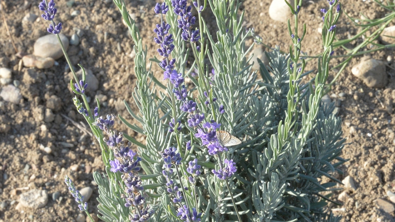 "Ürünleri gittikçe geliştiriyoruz"