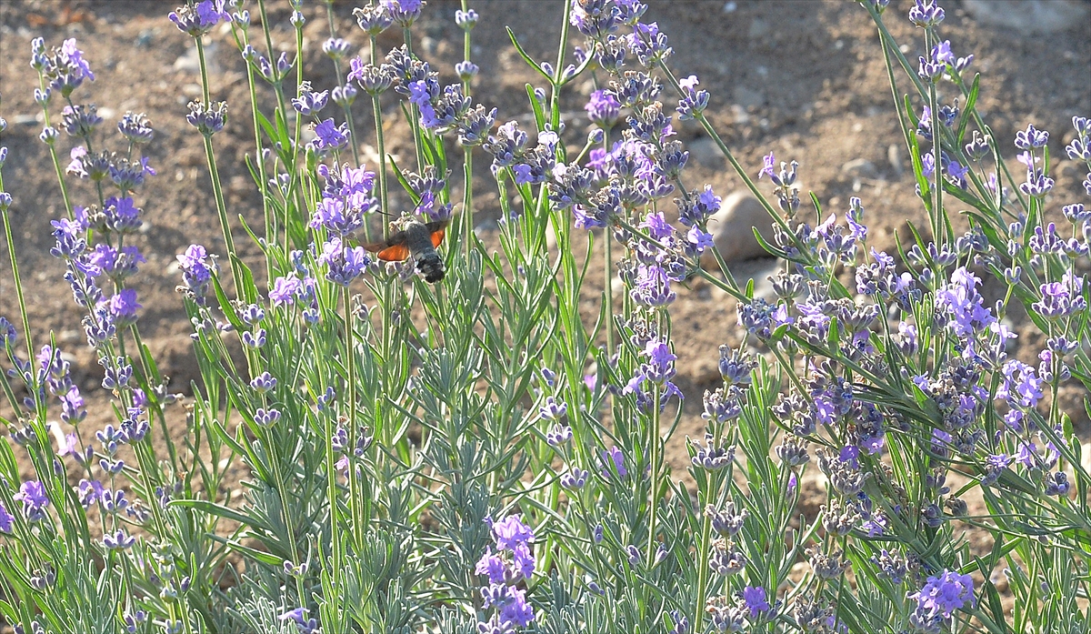 "Lavanta hakkında bilgi veriyoruz" 