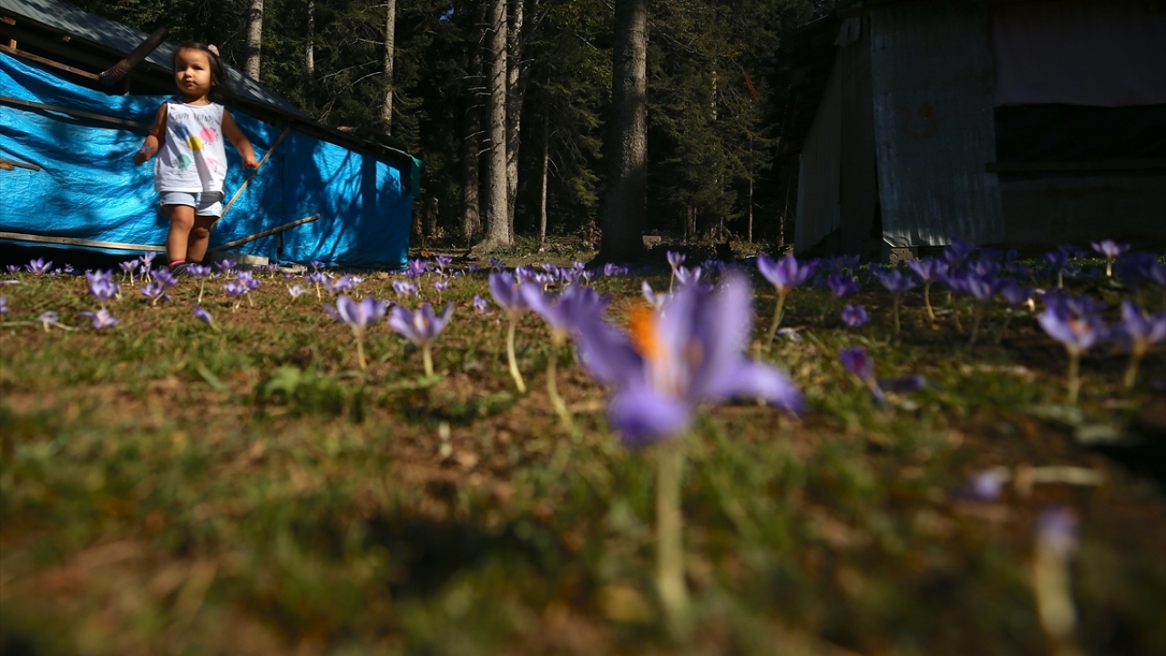 Düzce`nin sıra yaylaları olup rakımları 1200 ila 1800 metre arasında değişen Güzeldere, Pürenli, Hira, Derebalık, Kardüz, Odayeri ve Balıklı`da, mevsim geçişiyle renk değişimi yaşanıyor.