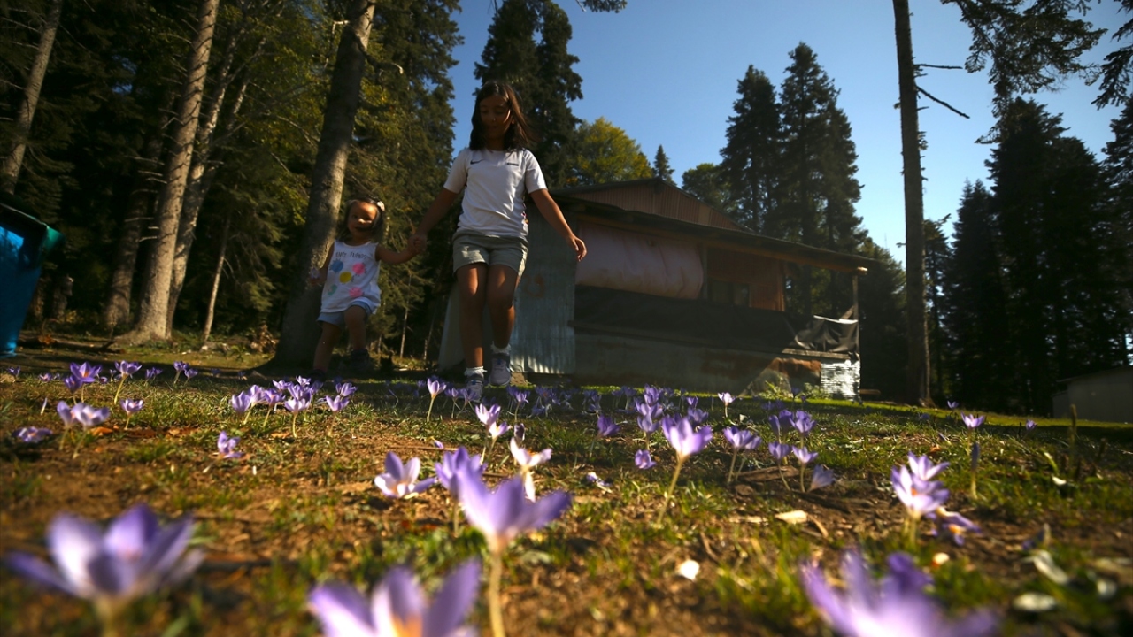 Mor ve kırmızı tonların yoğun görüldüğü yaylalar, eşsiz manzarasıyla doğaseverleri büyülüyor.