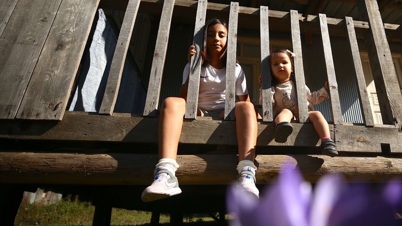 Yaylalarda açan çiğdemler farklı bir güzellik oluşturdu.