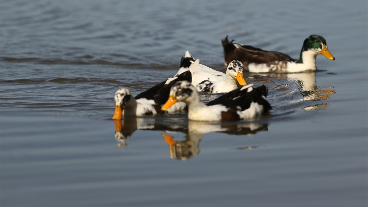 Yaz aylarının başında yaylaya çıkan "yaylacılar" burada geçirdikleri 8 aylık dönemin son bölümünü, hayvanları otlatıp kış için odun keserek geçiriyor.