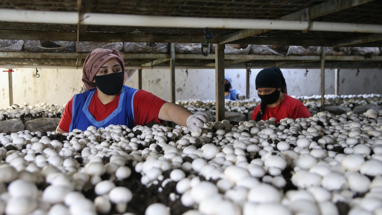 Kentin "yayla" ilçesi olarak bilinen 55 bin nüfuslu Korkuteli`nde yaklaşık 30 yıl önce yaşanan kuraklık nedeniyle sebze ve meyve üreticileri alternatif olarak mantar üretimine başladı. 