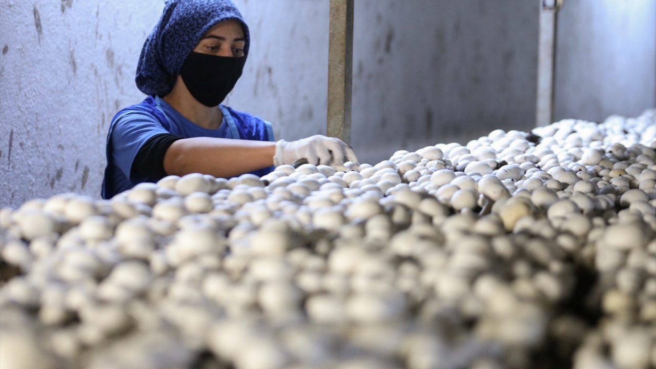 Evlerinin alt katlarına kurdukları küçük ölçekli işletmelerde mantar üreten çiftçiler, zamanla tamamen bu ürüne yöneldi.