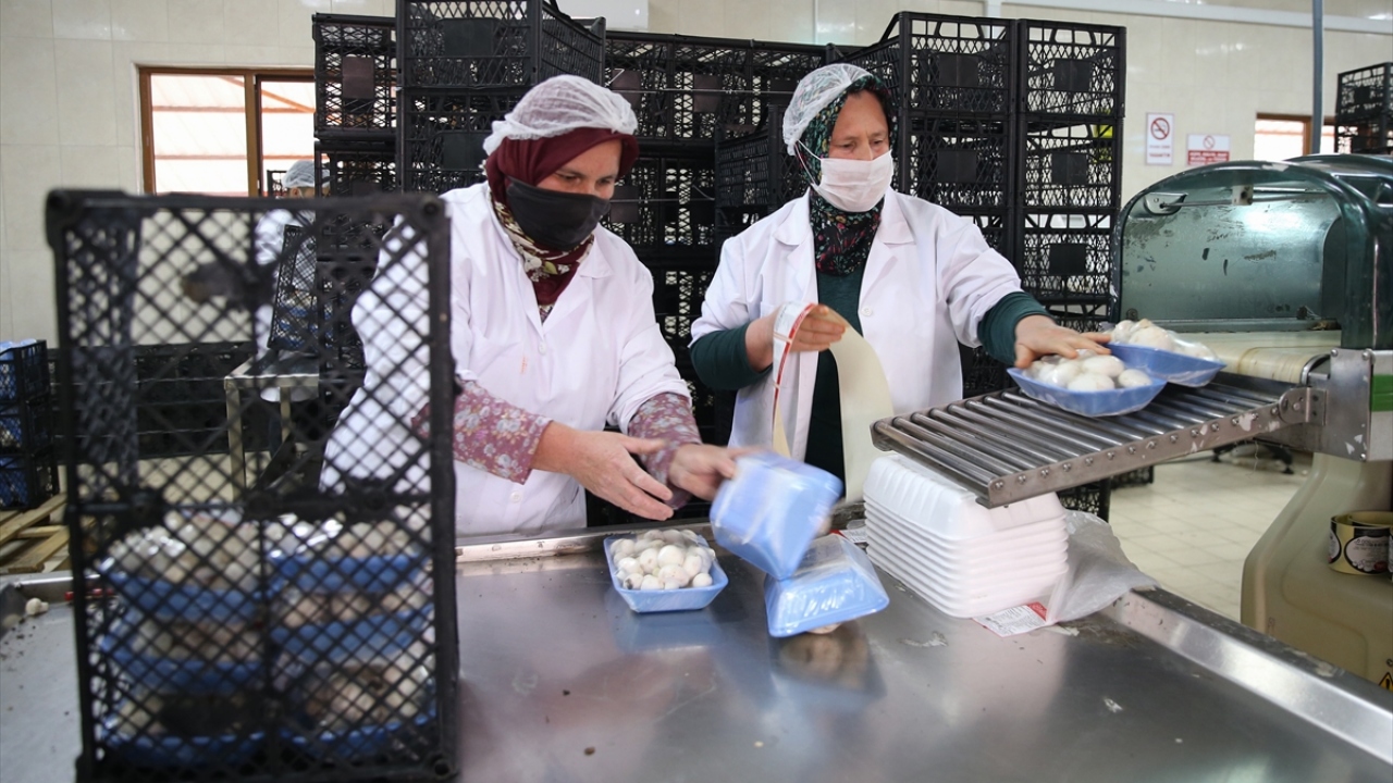 Türkiye`de üretilen mantarın büyük kısmı Korkuteli ilçesinden karşılanıyor.