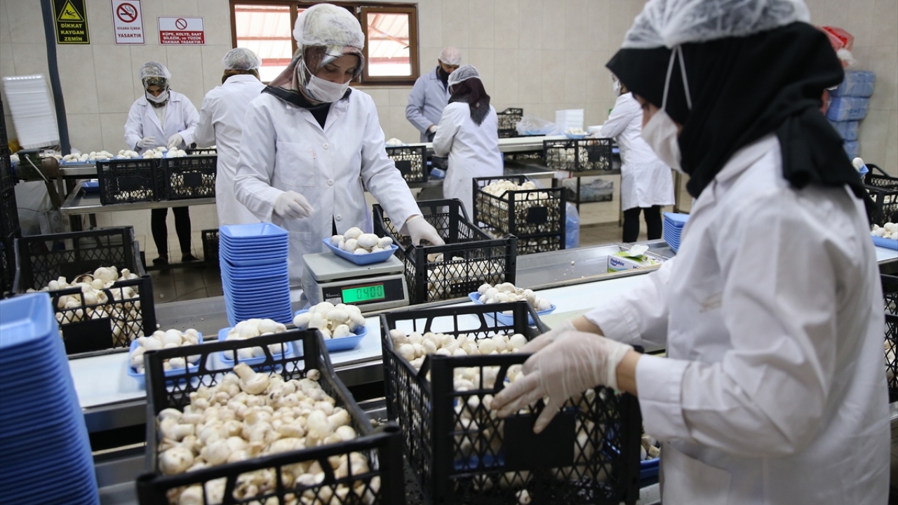 İlçe, mantarın üretiminde kullanılan kompost üretiminde de söz sahibi. Kompost üreten 4 büyük tesiste 384 işçi bulunuyor.