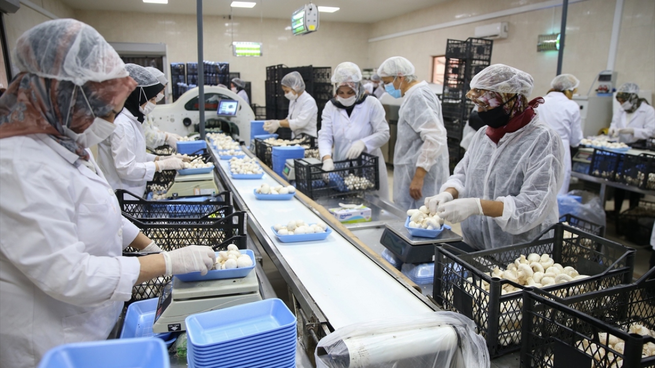 Korkuteli`nde üretilen mantarın kilogramı pazarda 9-10 liradan alıcı buluyor. 