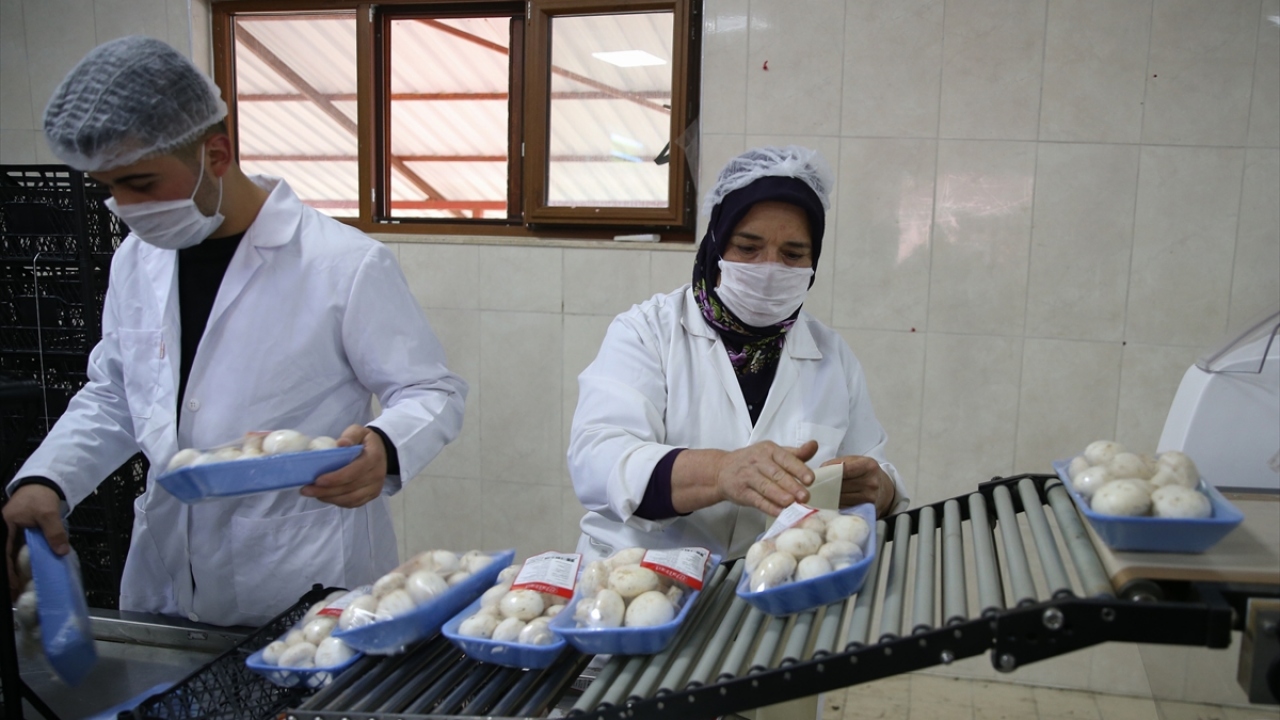"Bebek gibi bakım istiyor"