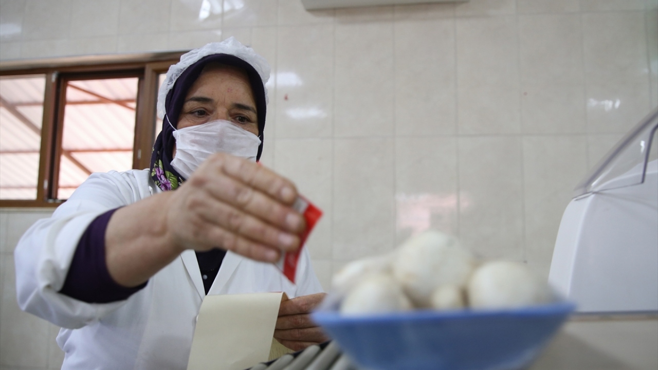 Üretim ve ihracat yapan bir firmanın sahibi Yüksel Dal ise ilçe olarak mantar üretiminde rol model olduklarını dile getirdi.