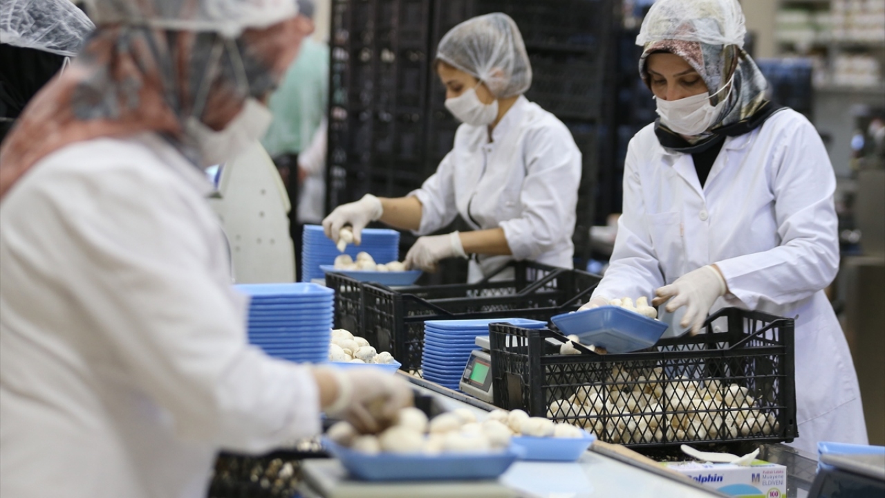 Talebi karşılamakta zorlanıyorlar