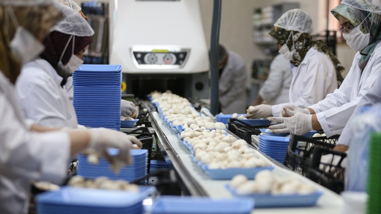 Dal, kültür mantarının raf ömrünün çok düşük olmasından dolayı uzak şehir ve ülkelere daha çok konservesini gönderdiklerini kaydetti.