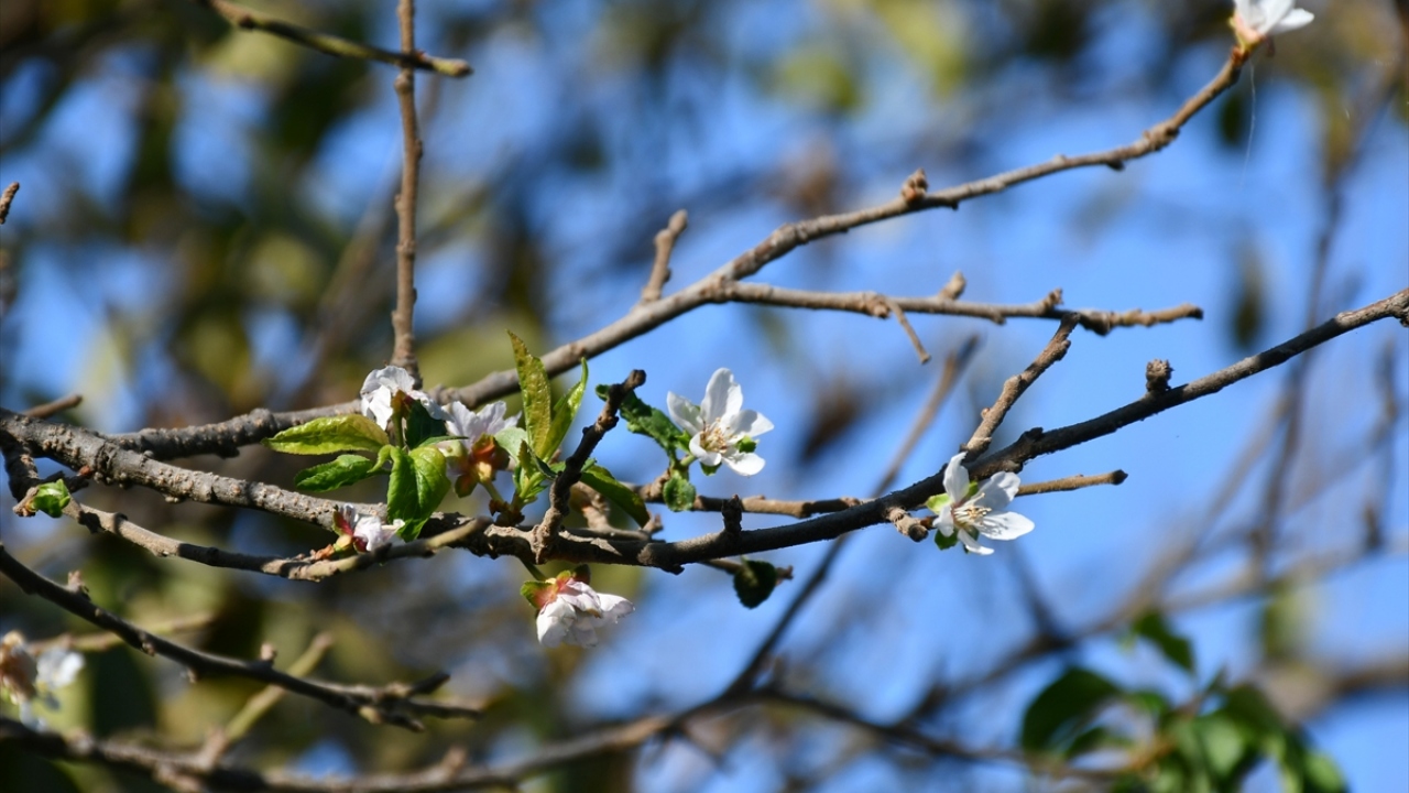 Bölgeye özgü "dumanlı papaz eriği" ağaçları, hava sıcaklıklarının mevsim normallerinin üzerinde seyretmesi üzerine ikinci kez çiçeklendi ve meyve aşamasına geldi.