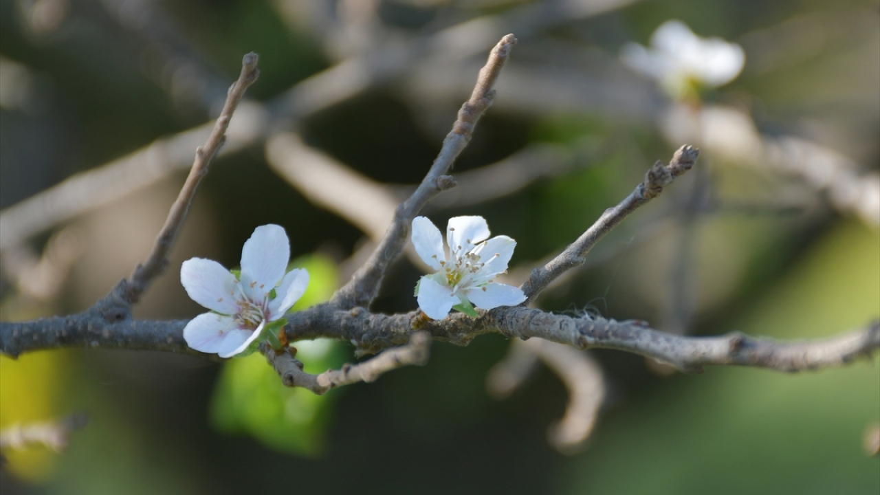 Çiftçi Tuncay Uğur ise erik ağaçlarının çiçeklenmesine şaşırdıklarını dile getirdi. 